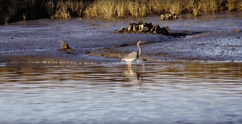 Tidewater Photography video